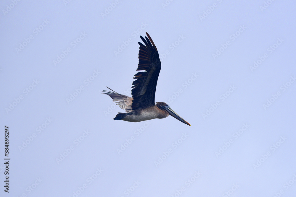 Obraz premium pelican in flight