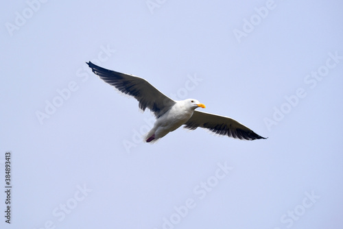 seagull in the sky