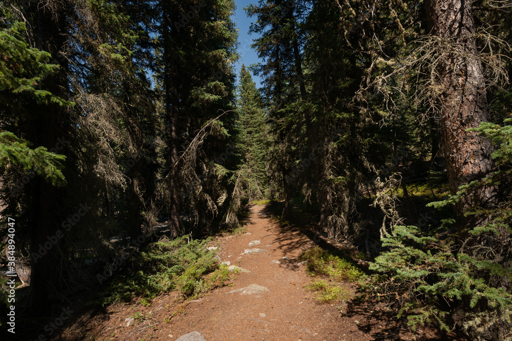 Obraz premium South Clear Creek Campground Trail in Bighorn National Forest, Wyoming. USA. Back to Nature concept.