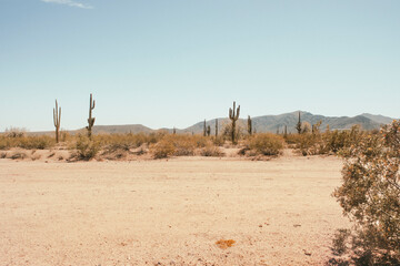 Fototapete Arizona Wüstenlandschaft in Arizona bei Tag  © Josh