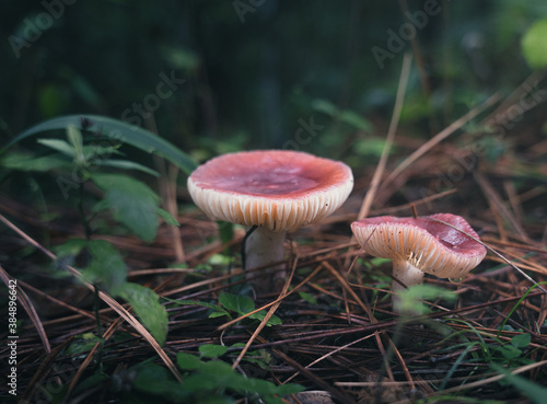 mushroons in the forest