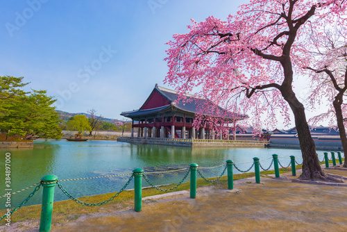 Gyeongbokgung Palace with cherry blossom in spring, Seoul in south Korea. photo