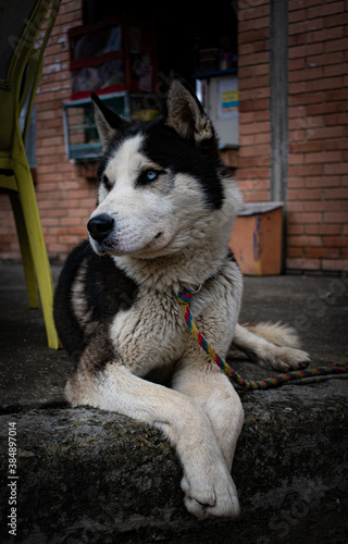  Siberian Husky posing on the street