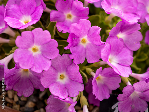 Closeup of the pretty pink flowers of a Primula plant, variety Richard