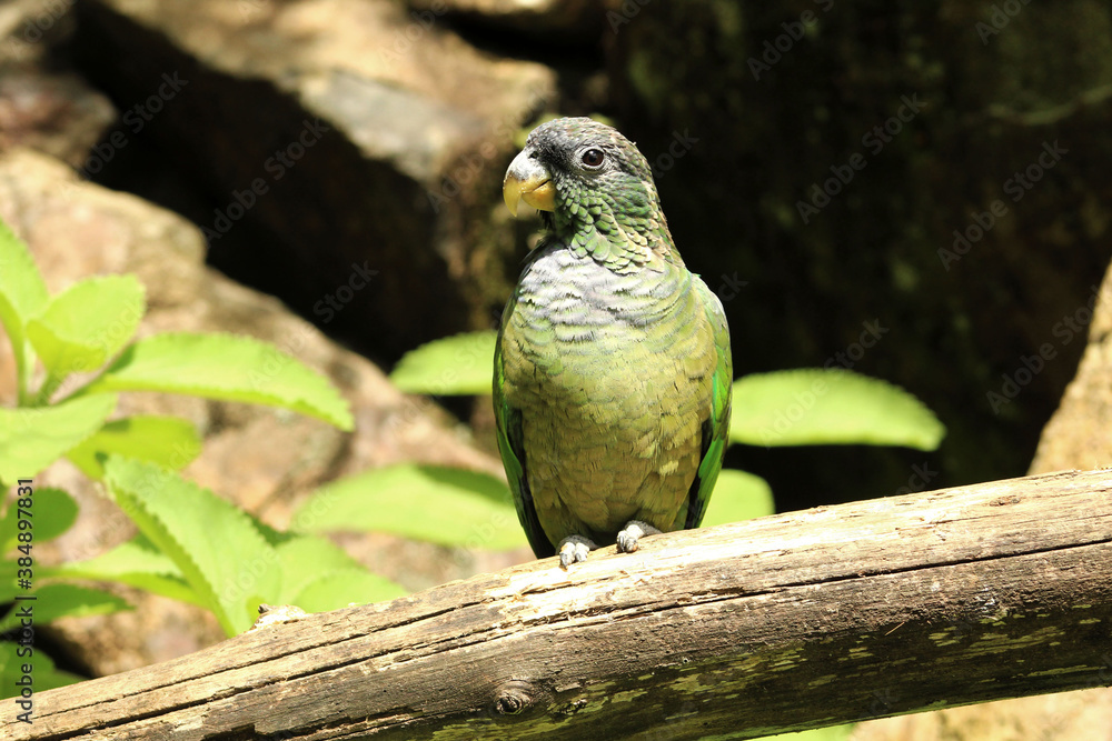 Obraz premium Papagaio Zoo Gramado RS