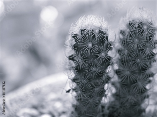 Closeup blur macro Mammillaria elongata ,Kopper king cactus plant in black and white image and blurred background ,old vintage style photo for card design photo