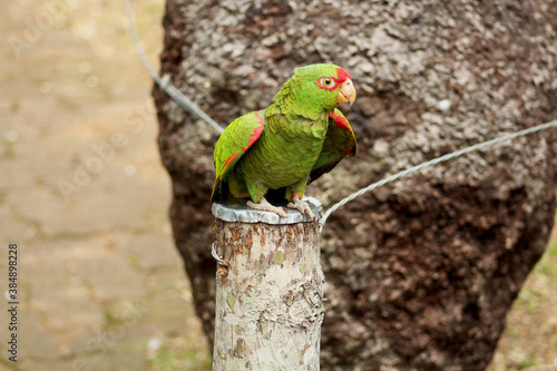 Papagaio-charão photo