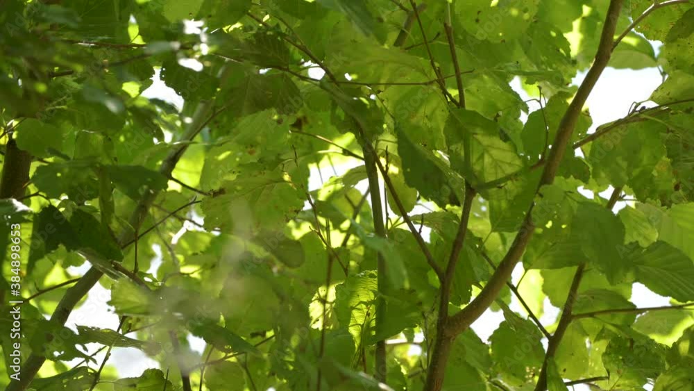 The closer look of the green leaves of the tree in Estonia The closer look of the green leaves of the tree in Estonia