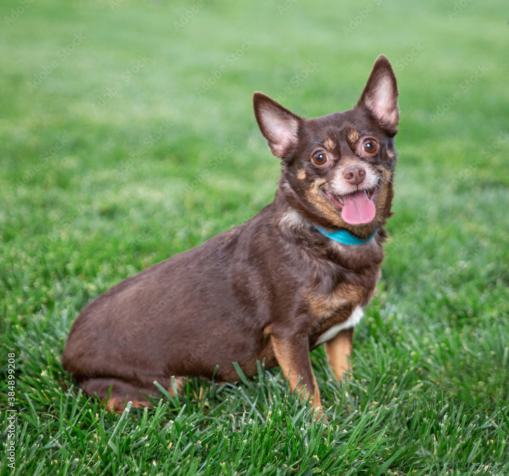 studio shot of a dog on an isolated background studio shot of a dog on an isolated background
