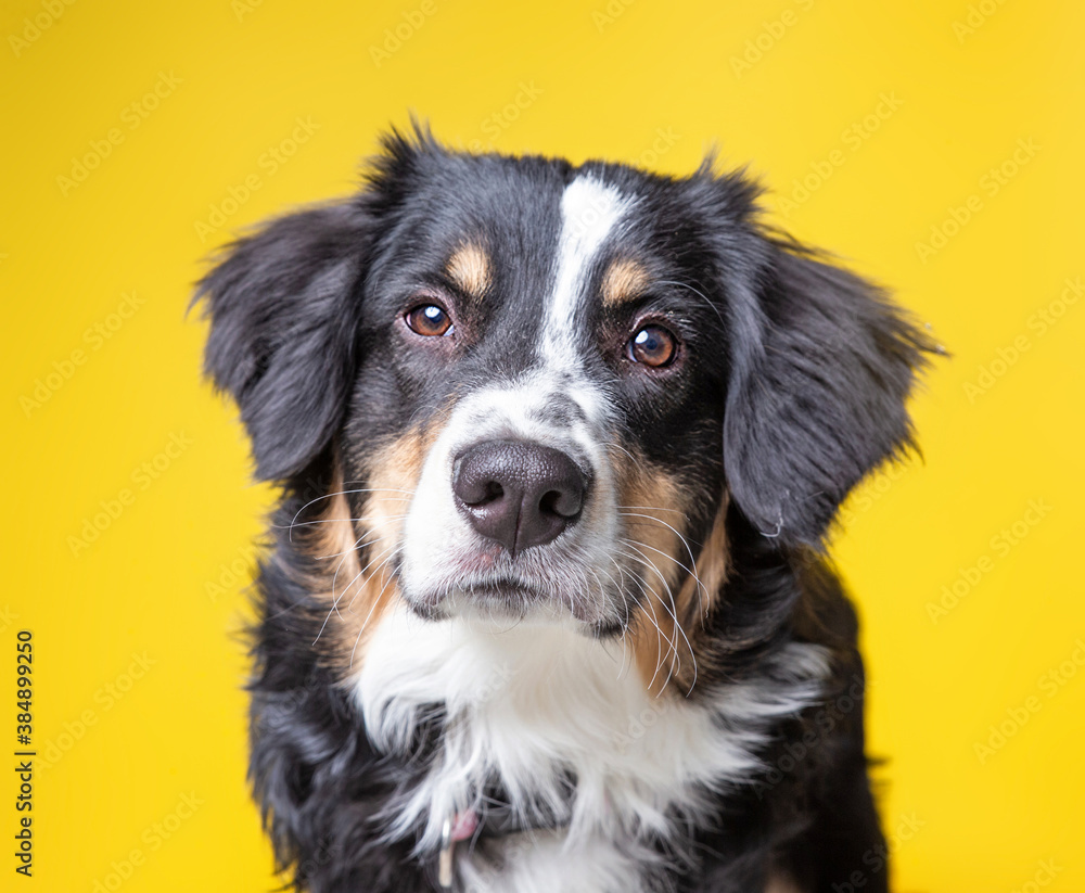 studio shot of a dog on an isolated background studio shot of a dog on an isolated background
