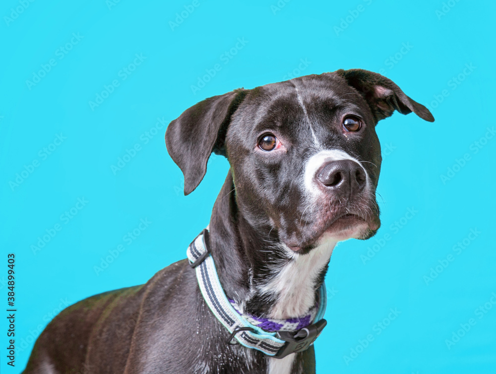 studio shot of a dog on an isolated background