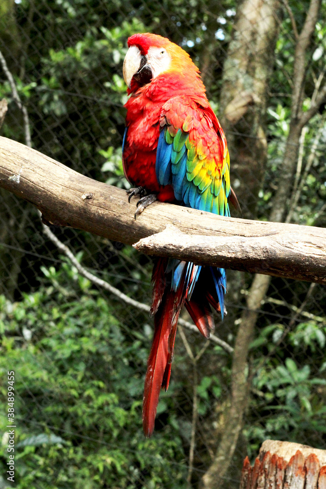Arara-vermelha Zoo Gramado - RS Arara-vermelha Zoo Gramado - RS