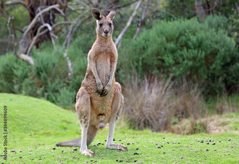 Fototapeta premium Male Kangaroo standing - Anglesea, Victoria, Australia