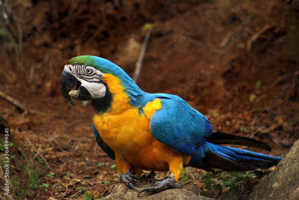 Arara-azul Arara-azul