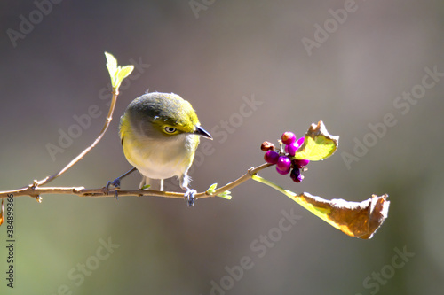 white eyed vireo and purple berries photo