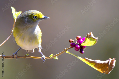 white eyed vireo and purple berries photo