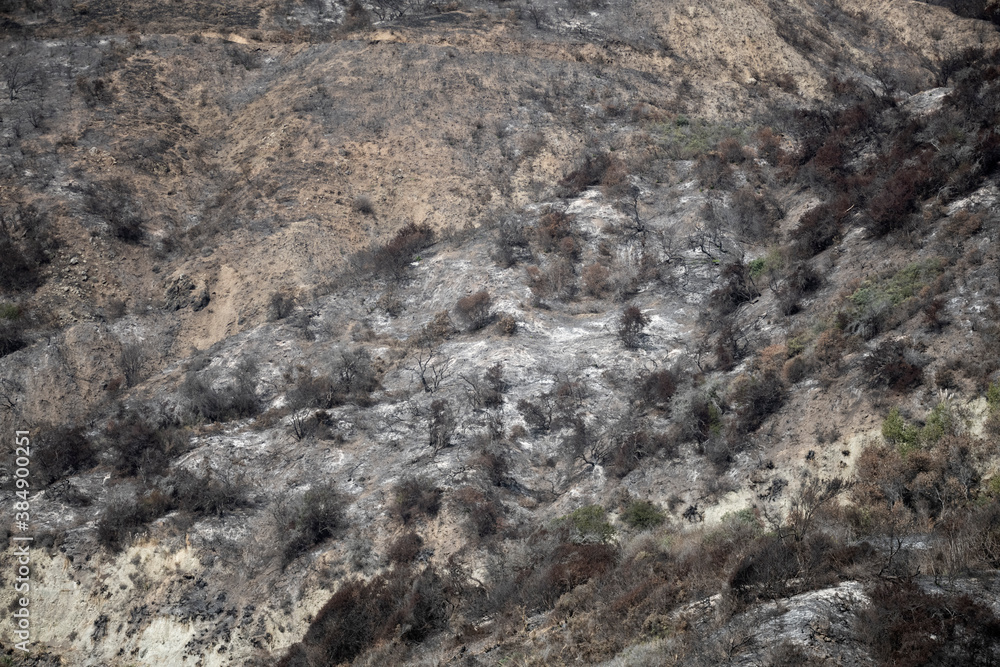 Northern California hillside forest fire devastation Northern California hillside forest fire devastation