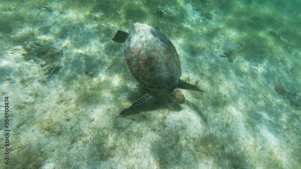 Tortue marine Réserve de Petite Terre Guadeloupe France Tortue marine Réserve de Petite Terre Guadeloupe France
