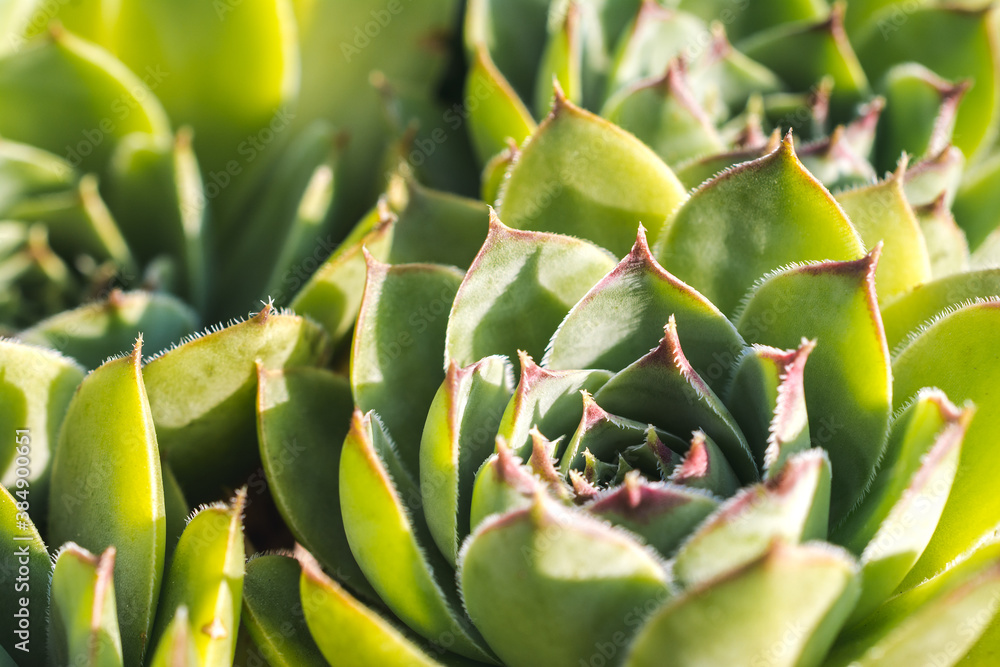Close up shot of a houseleek plant Close up shot of a houseleek plant