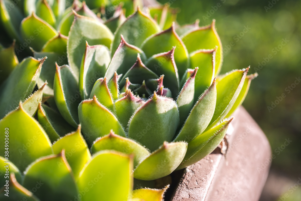 Close up shot of a houseleek plant Close up shot of a houseleek plant