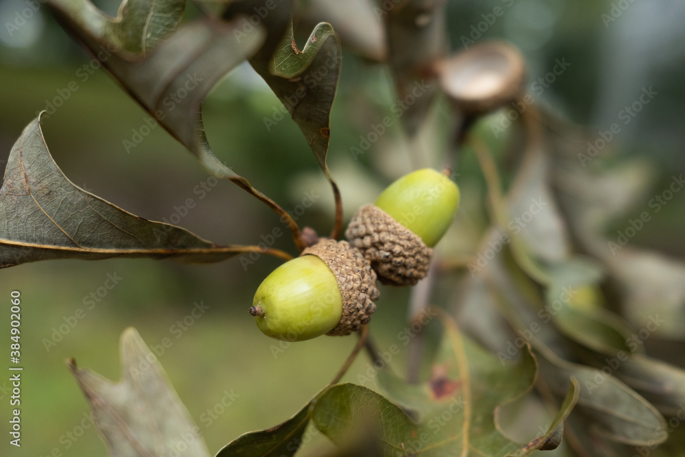 Obraz premium Green Acorns from an Oak Tree in the Early Autumn