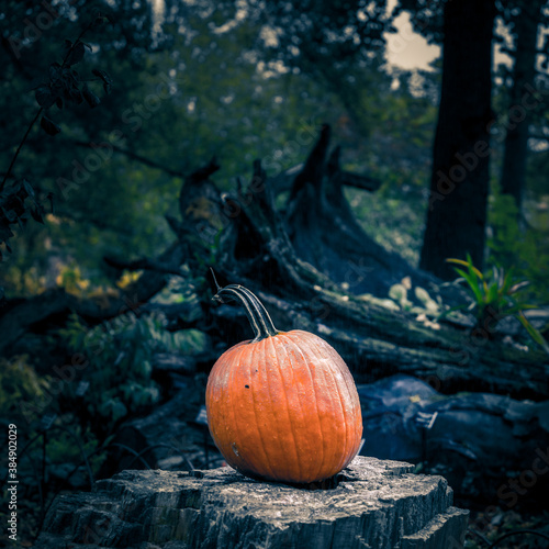 Pumpkin Season photo