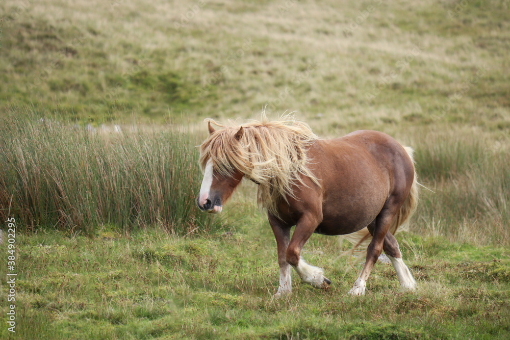 Wild Welsh Mountain Ponies