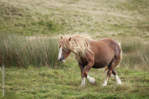 Wild Welsh Mountain Ponies