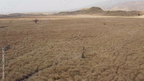 Aerial shot of Tanzania zebra. Drone flying over zebras running in the savannah with dried grass on a background of mountain peaks and ridges.