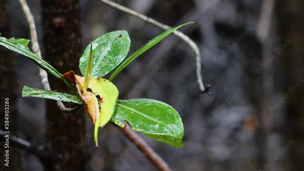 Fresh rain drop on green leaves on nature mangrove forest. Fresh rain drop on green leaves on nature mangrove forest.