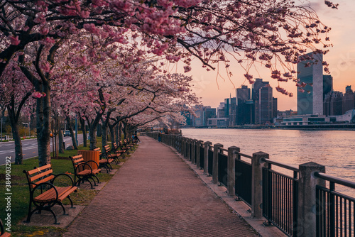 Cherry blossoms and view of the Manhattan skyline at sunset, at Roosevelt Island, in New York City © jonbilous