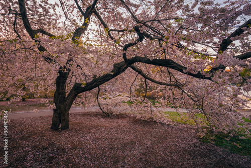 Cherry blossoms in Central Park, Manhattan, New York City