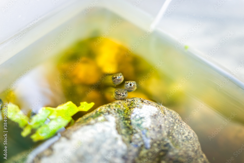 Foto de Gray tree frog treefrog tadpoles swimming in aquarium outside