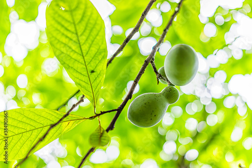Macro closeup low angle view looking up of two unripe pawpaw fruit hanging growing on plant tree in garden wild foraging with sunny leaves photo