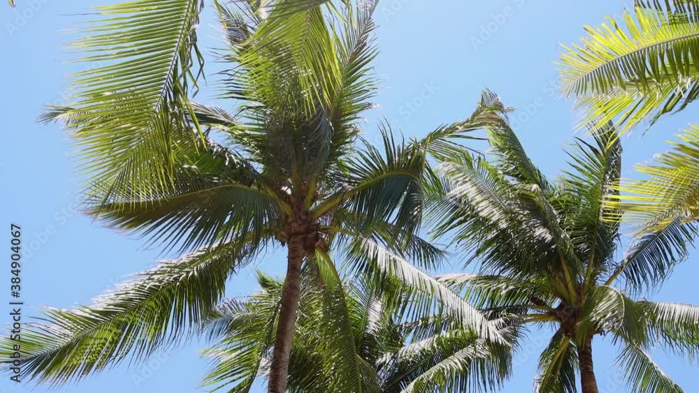palm tree and blue sky with strong wind blowing palm tree and blue sky with strong wind blowing