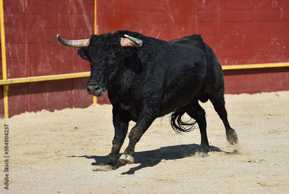 a black powertul bull with big horns running on the traditional spectacle of bullfight a black powertul bull with big horns running on the traditional spectacle of bullfight