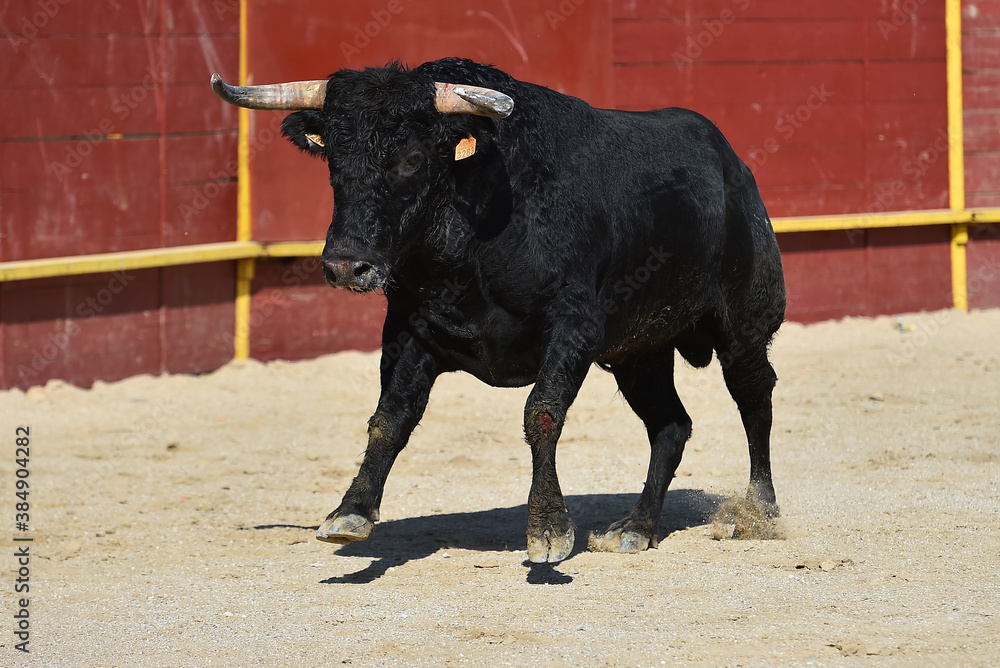 a black powertul bull with big horns running on the traditional spectacle of bullfight a black powertul bull with big horns running on the traditional spectacle of bullfight