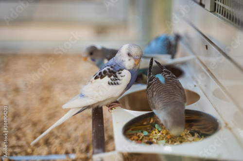 Colorful birds feeding in a cage