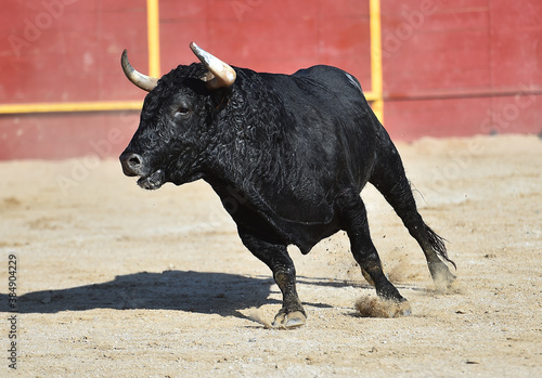 a black powertul bull with big horns running on the traditional spectacle of bullfight