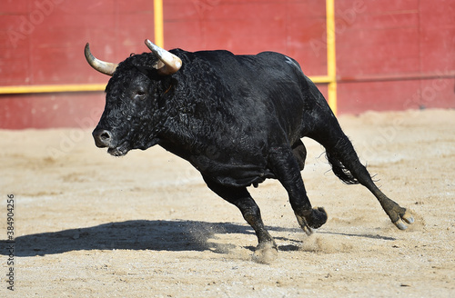 toro español con grandes cuernos en un espectaculo taurino en españa