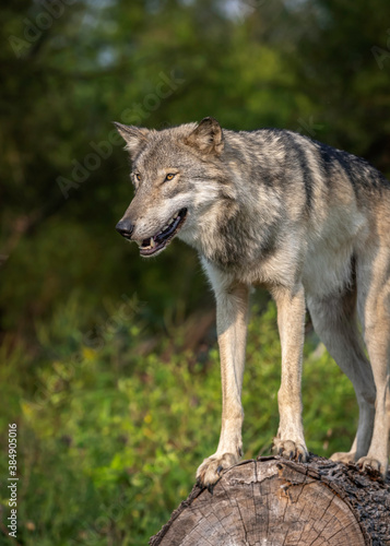 Wolves Howling  Fighting and Playing