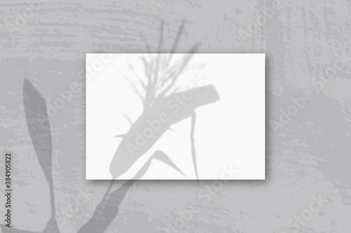 Natural light casts shadows from Spikelets and leaves of the plant on A horizontal A4 sheet of white textured paper. © Natika_art