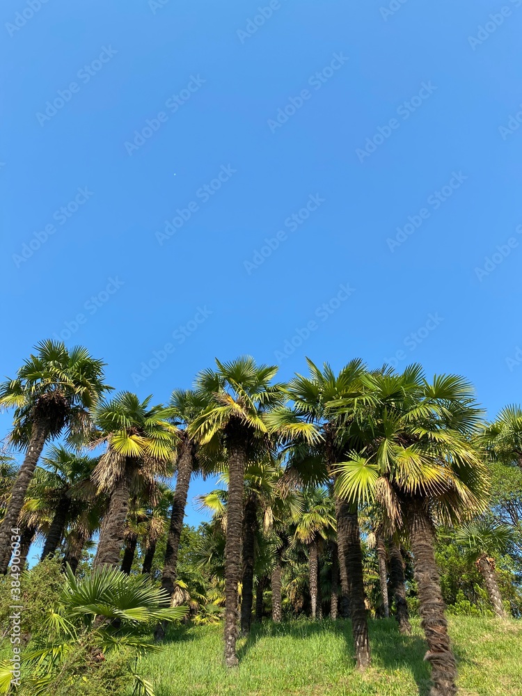 palm trees on the beach