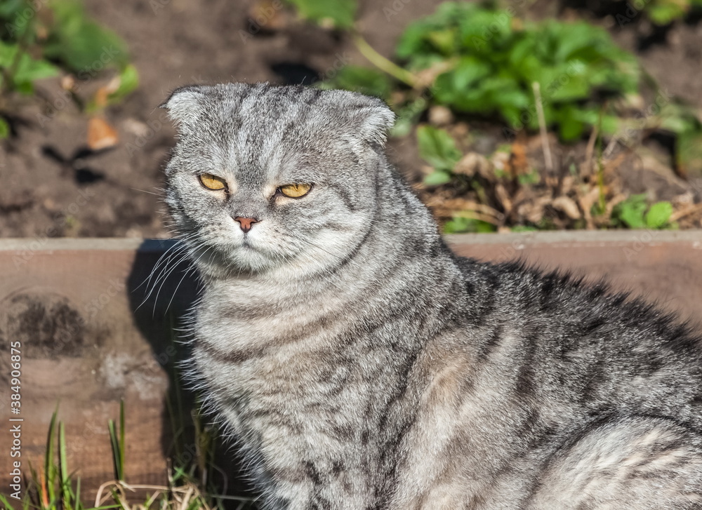 Cat breed Scottish fold summer on a background of green grass