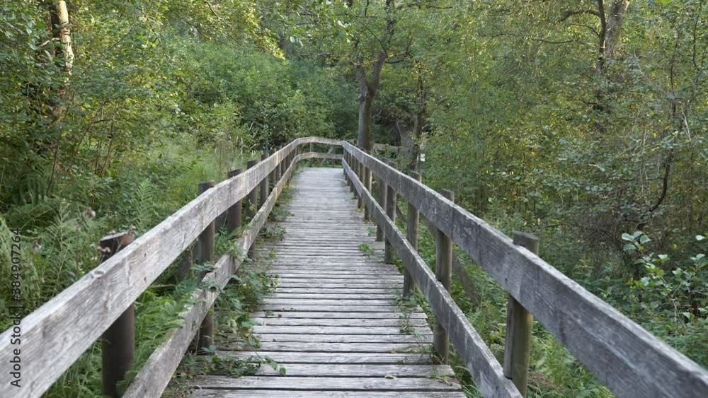 Weathered forest boardwalk in green forest, zoom shot Weathered forest boardwalk in green forest, zoom shot