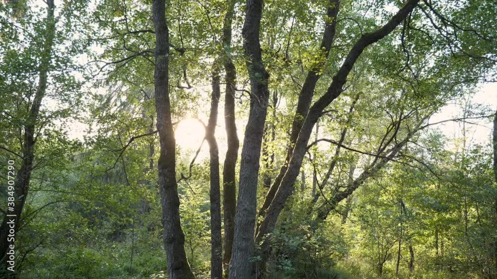 Old european alder tree (Alnus glutinosa) in wild wetlands, vertical pan shot Old european alder tree (Alnus glutinosa) in wild wetlands, vertical pan shot