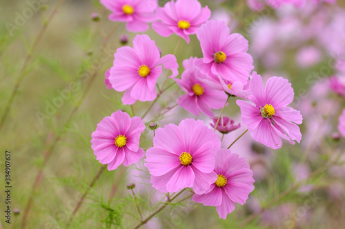 Wallpaper Mural コスモス Torontodigital.ca