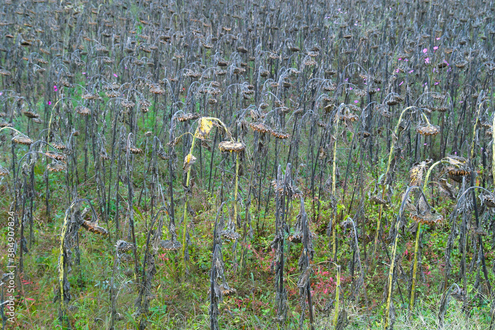 Obraz premium ヒマワリ畑