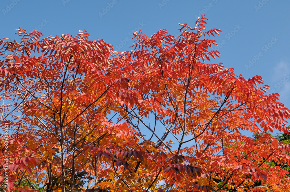 Fototapeta premium ウルシの紅葉