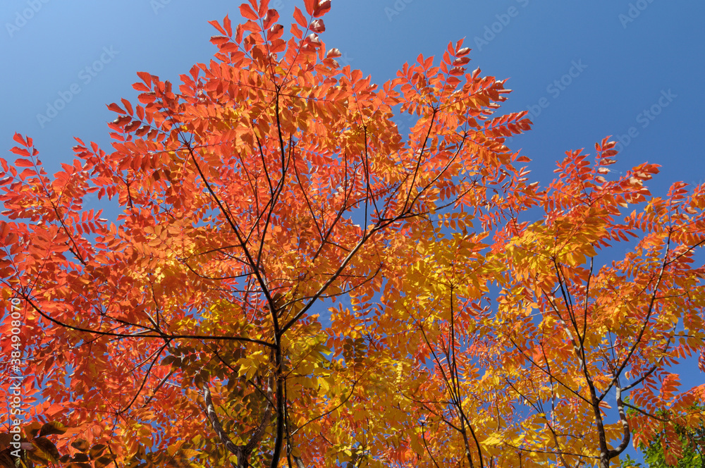 ウルシの紅葉